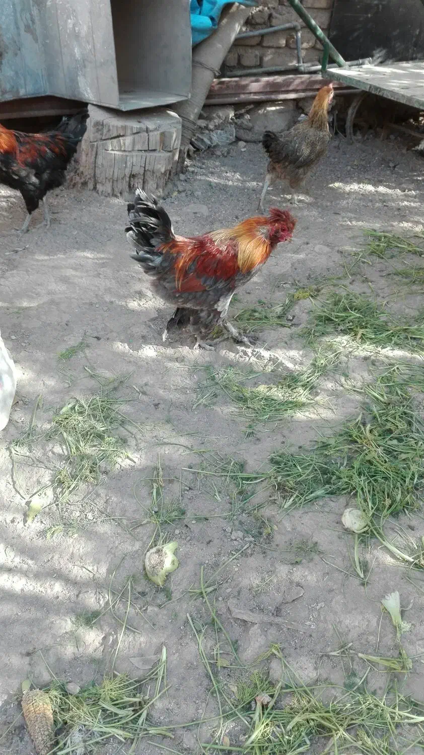 بوقلمون و خروس|حیوانات مزرعه|ورامین, ورامین|دیوار