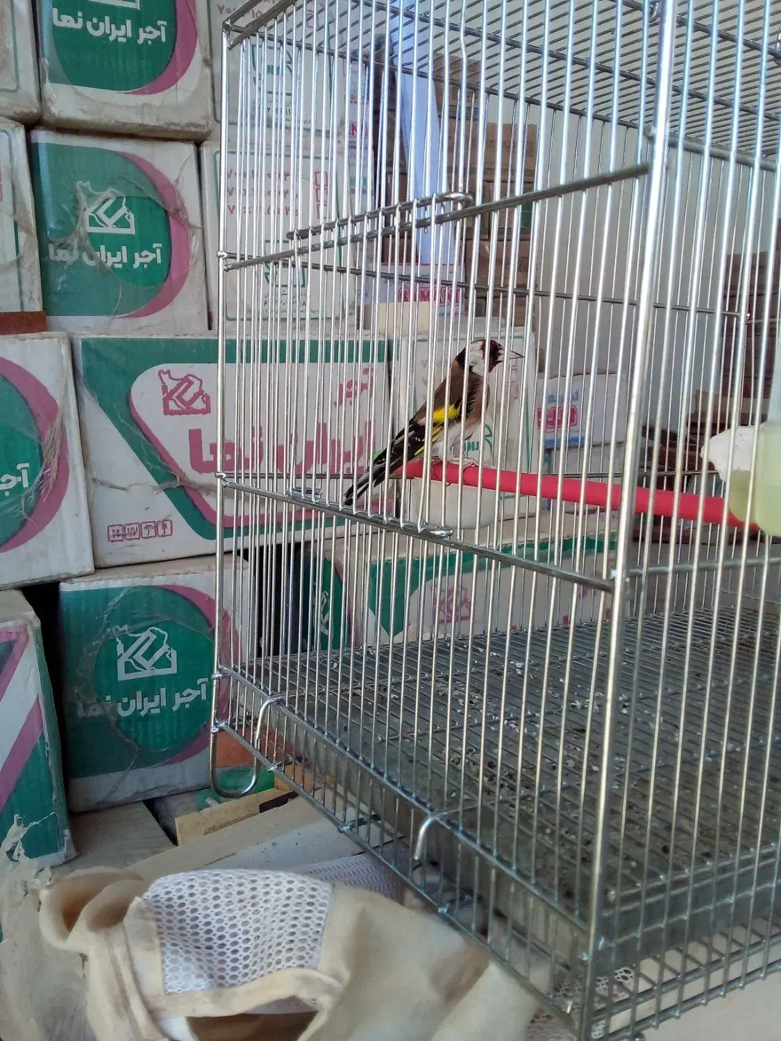 سهره|پرنده|ایلام, |دیوار