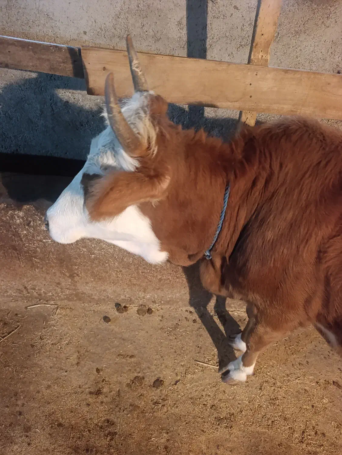 لیشه چالوسی شکم دار|حیوانات مزرعه|سنگر, |دیوار