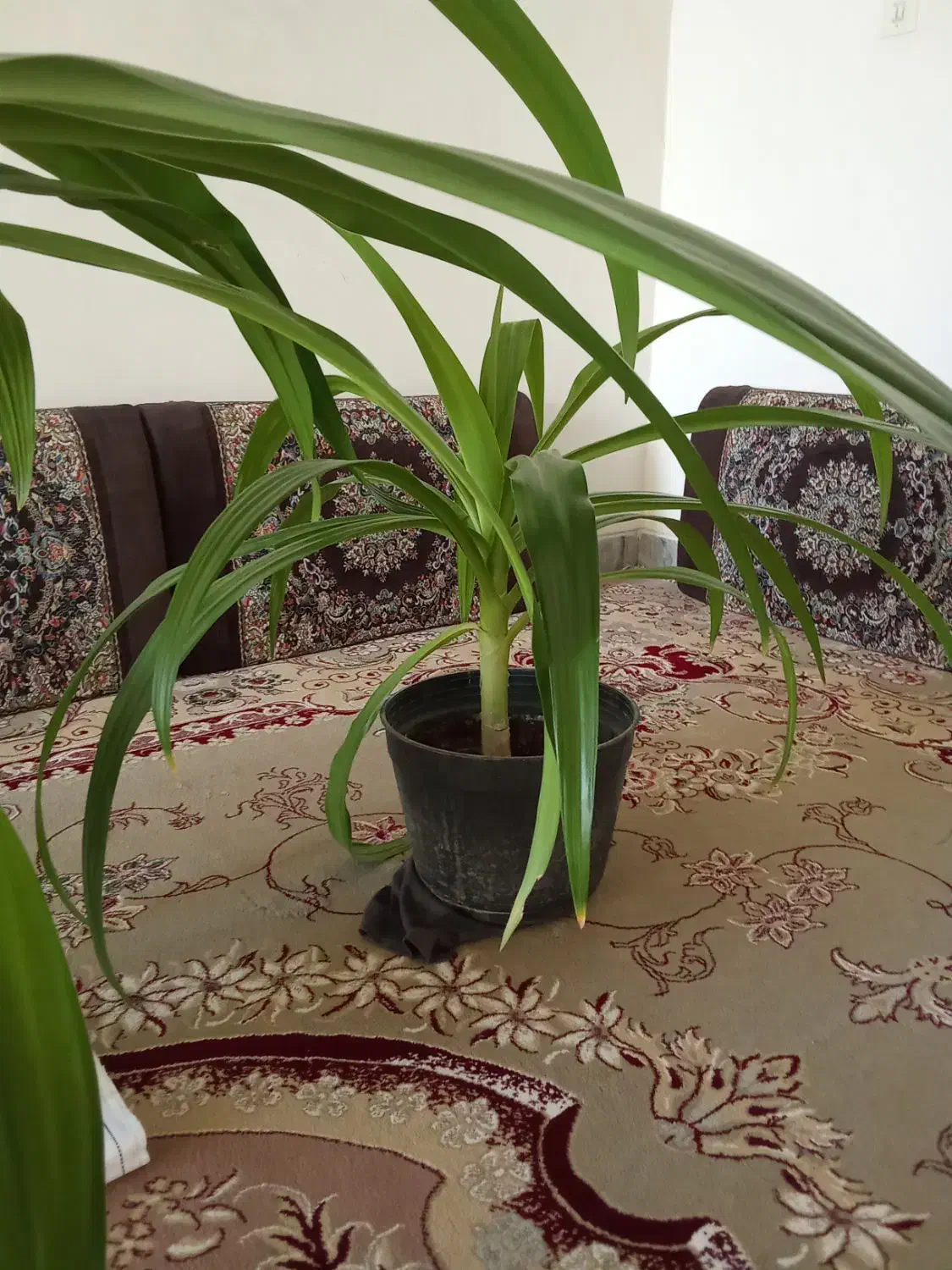 فروش گل‌های ذرتی|گل و گیاه طبیعی|فسا, |دیوار