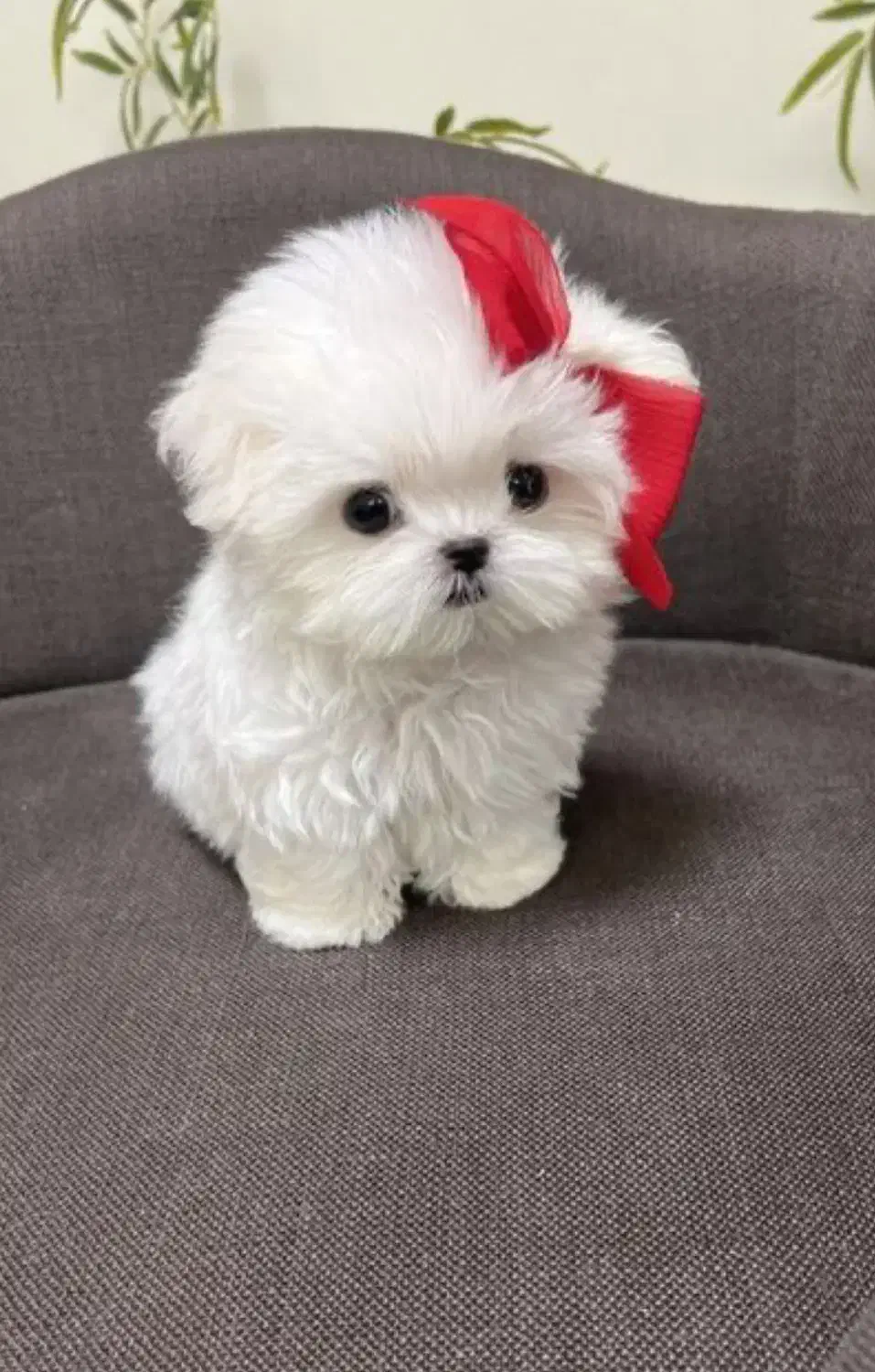 پودلی پو|سگ|تهران, شهرک غرب|دیوار