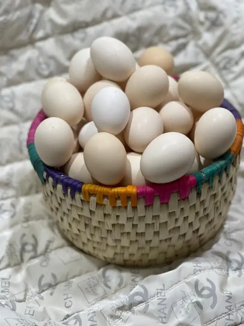 تخم مرغ محلی و تخم مرغ نطقه دار|خوردنی و آشامیدنی|شیراز, رکنآباد|دیوار