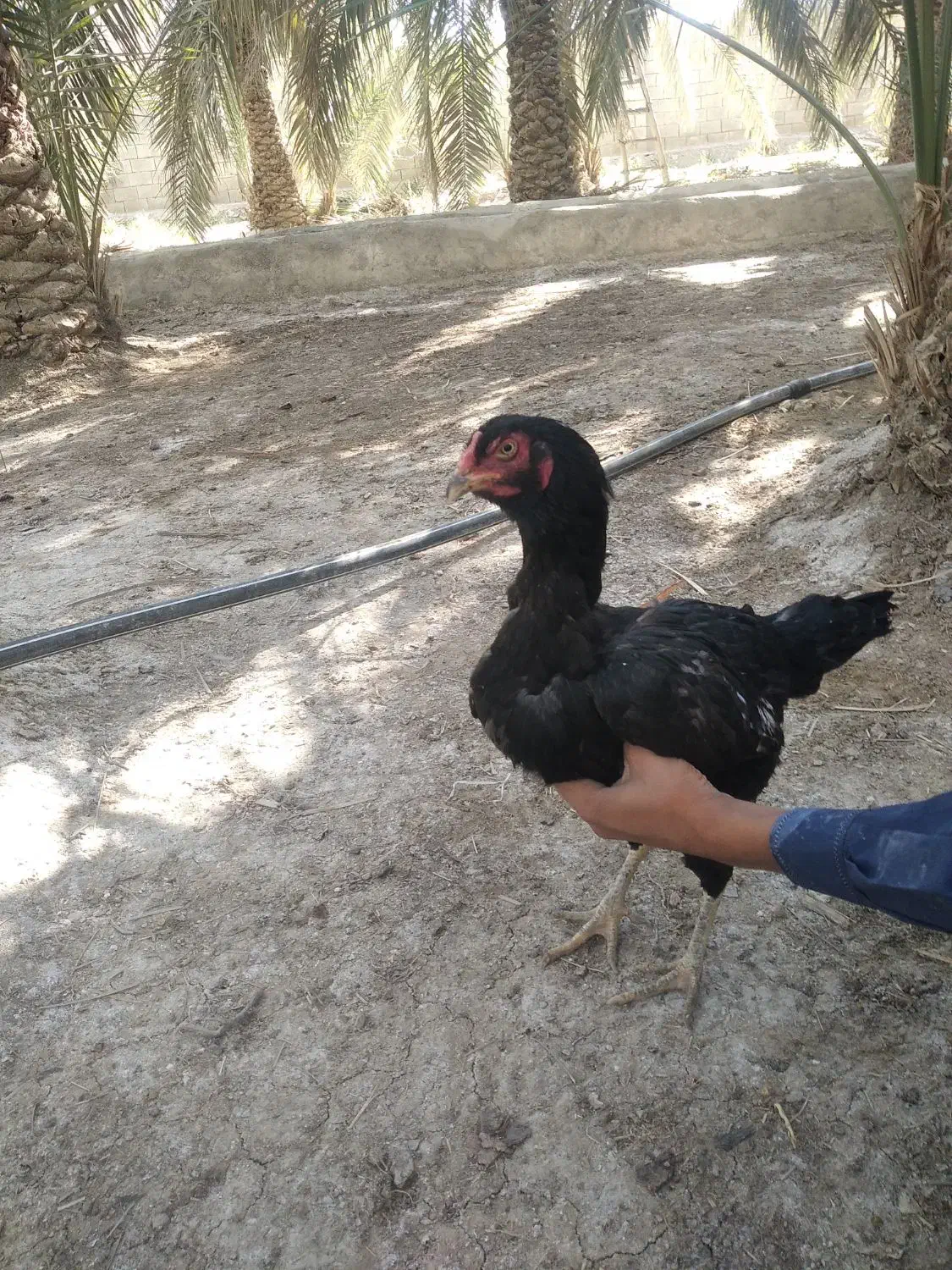 ماکیان|حیوانات مزرعه|سراوان, |دیوار