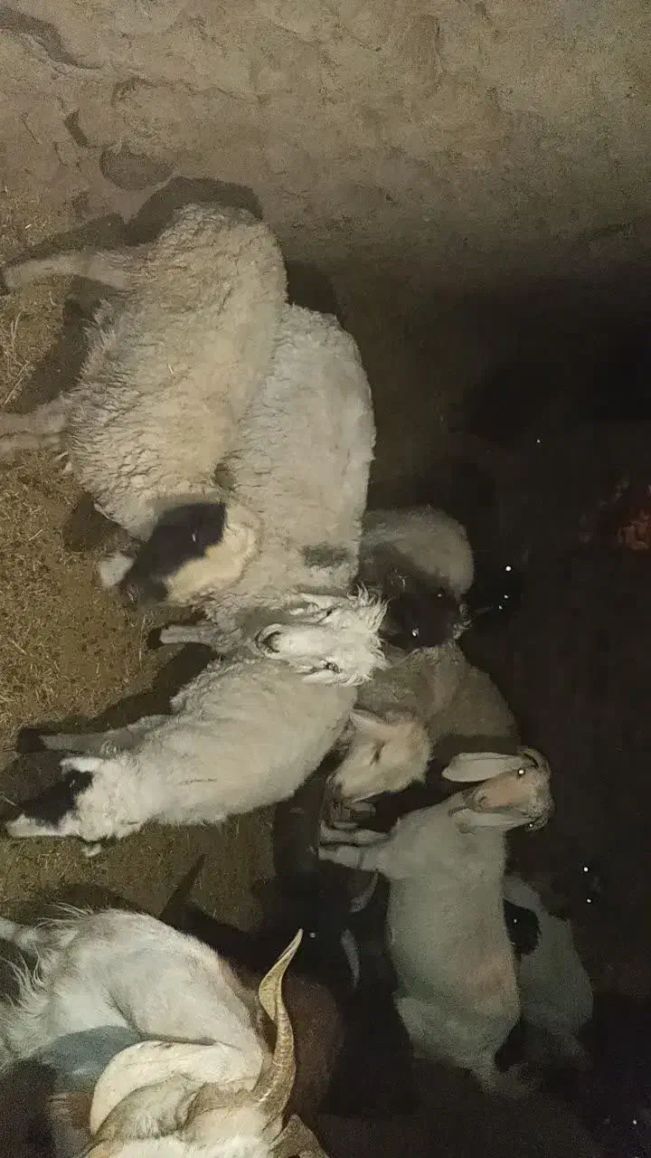 گوسفند فروشی|حیوانات مزرعه|سربیشه, |دیوار