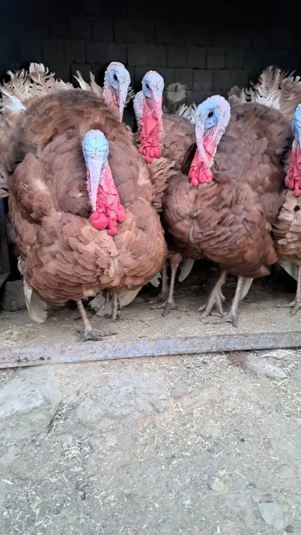 بوقلمون بوربون (قه لی سور)|حیوانات مزرعه|مریوان, |دیوار