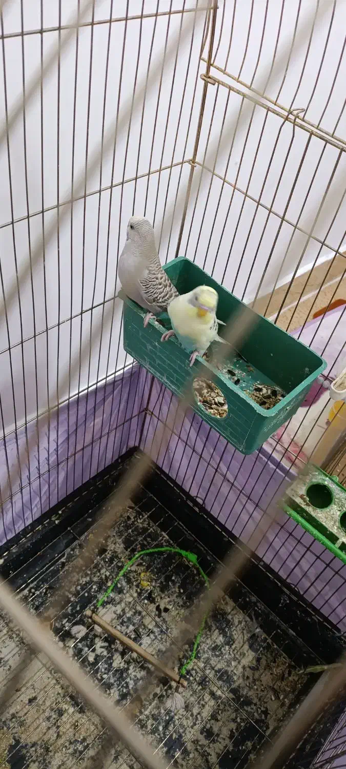 مرغ عشق نر و ماده|پرنده|نسیم‌شهر, |دیوار