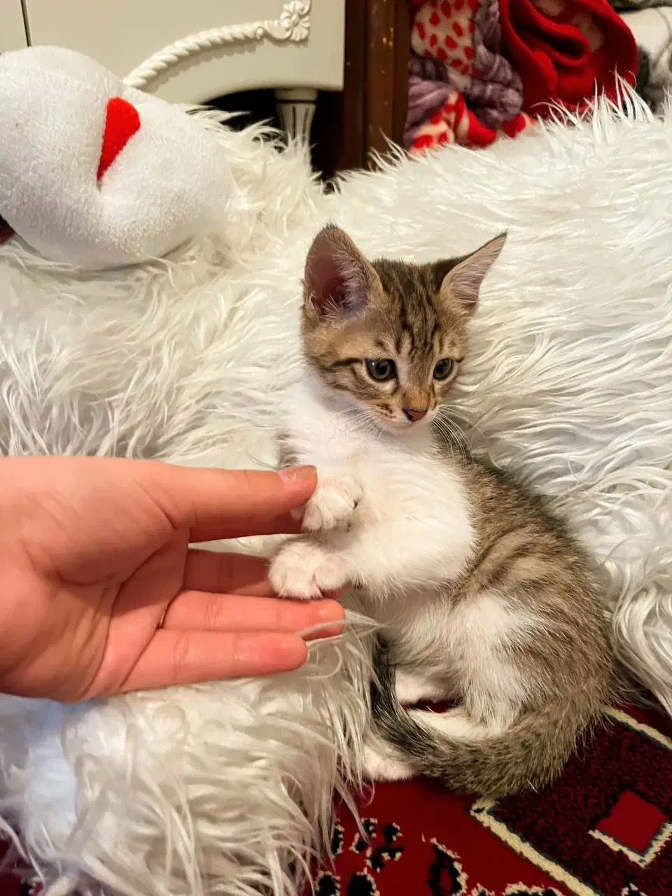 واگذاری گربه نر سالم و سرحال|گربه|کرمانشاه, |دیوار