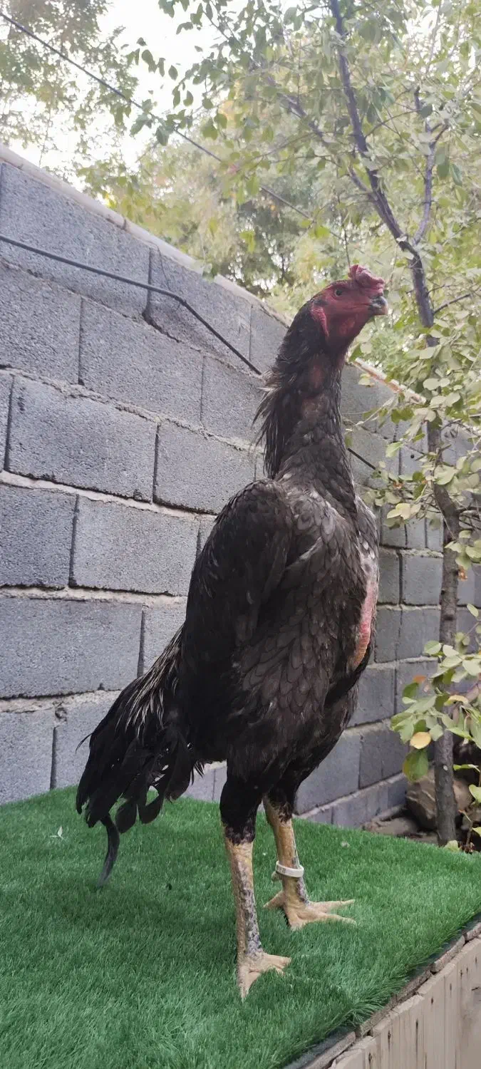 جوجه لاری اوشامو المانی|حیوانات مزرعه|کرمانشاه, |دیوار