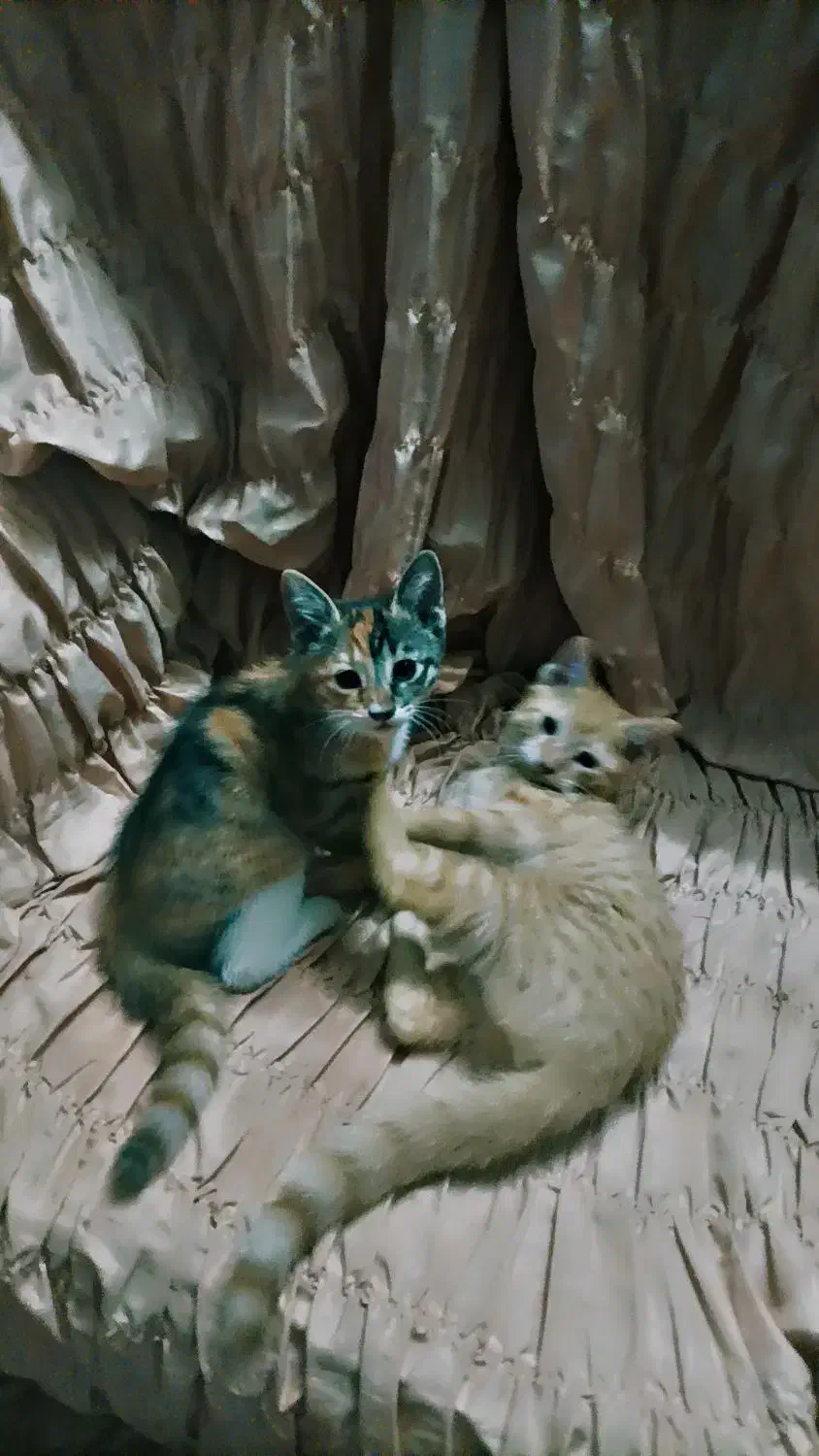 واگذاری بچه گربه رایگان|گربه|تربتحیدریه, بهزیستی|دیوار