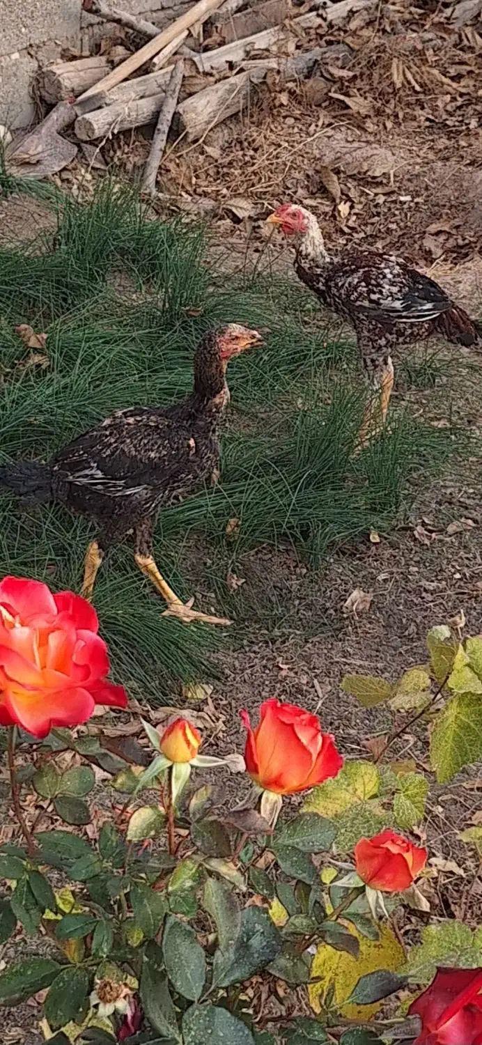 لاری اصل نژاد دار|حیوانات مزرعه|دشتابی, |دیوار