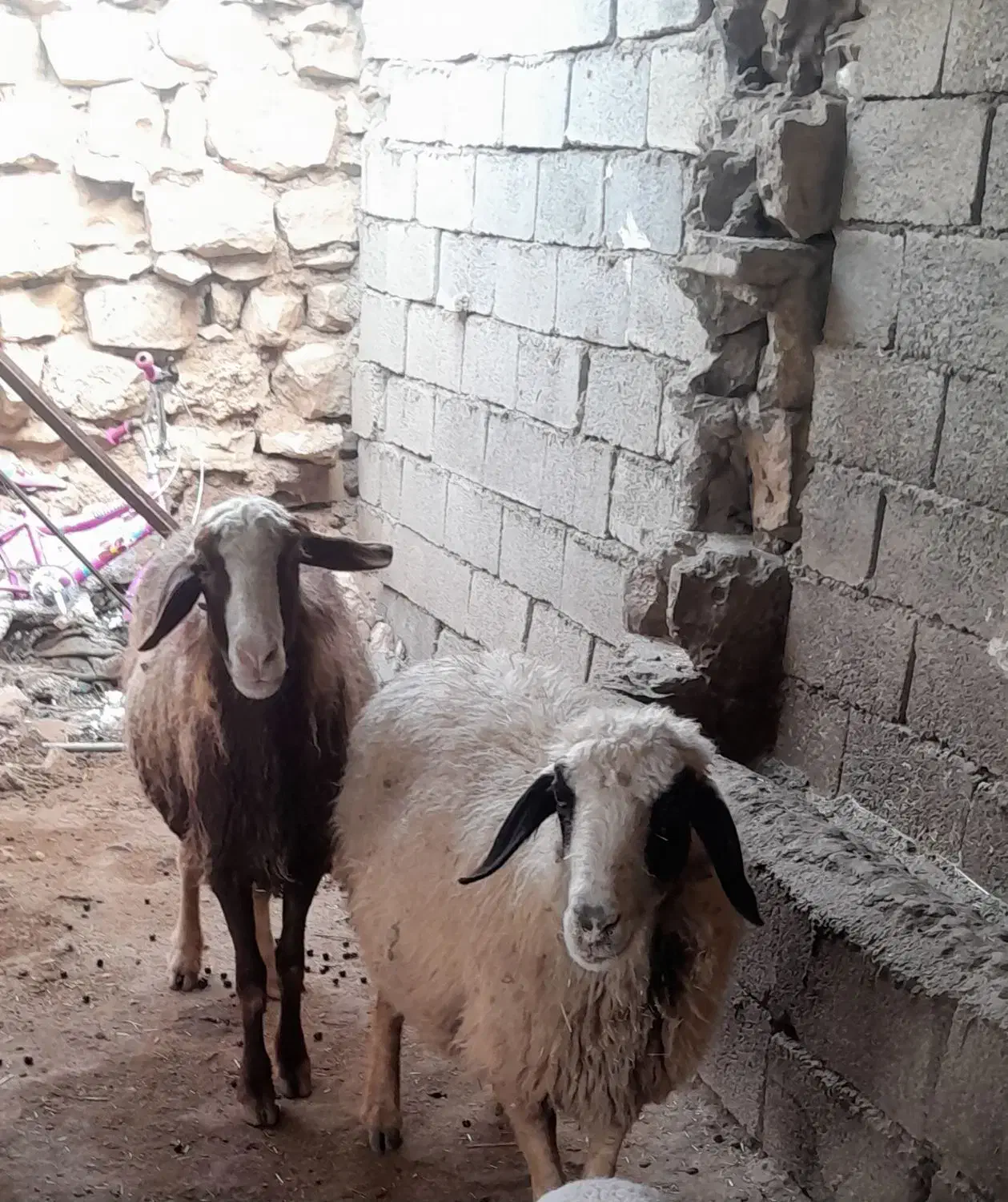 گوسفند داشتی|حیوانات مزرعه|کوهنانی, |دیوار