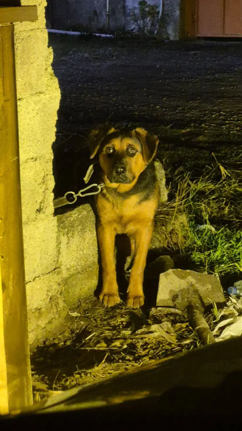 واگذاری|سگ|کتالم و سادات شهر, |دیوار