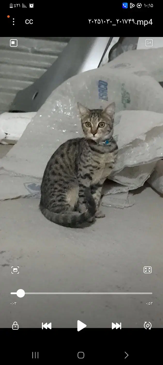 واگذاری گربه|گربه|اراک, |دیوار