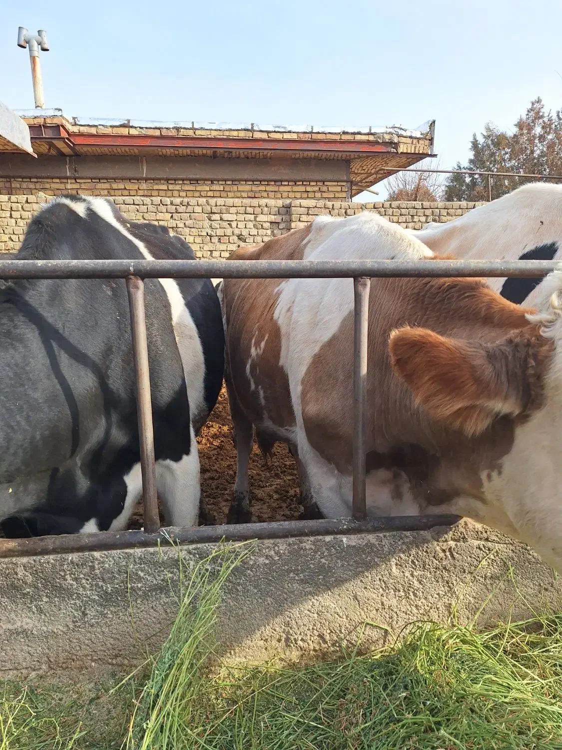 سلام۲۰رسگاو شیریبهفروشمیرسد|حیوانات مزرعه|فامنین, |دیوار