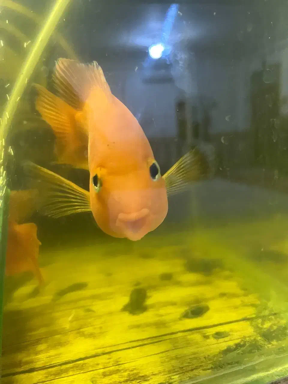 ماهی|ماهی|بجنورد, |دیوار