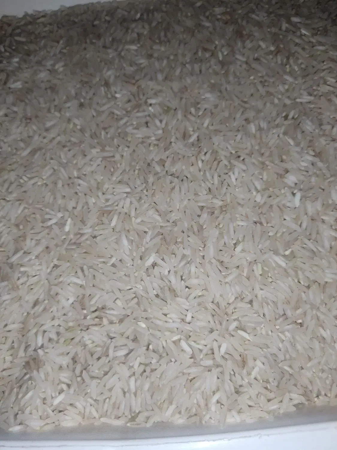 برنج فجر نورآباد|خوردنی و آشامیدنی|کیش, |دیوار