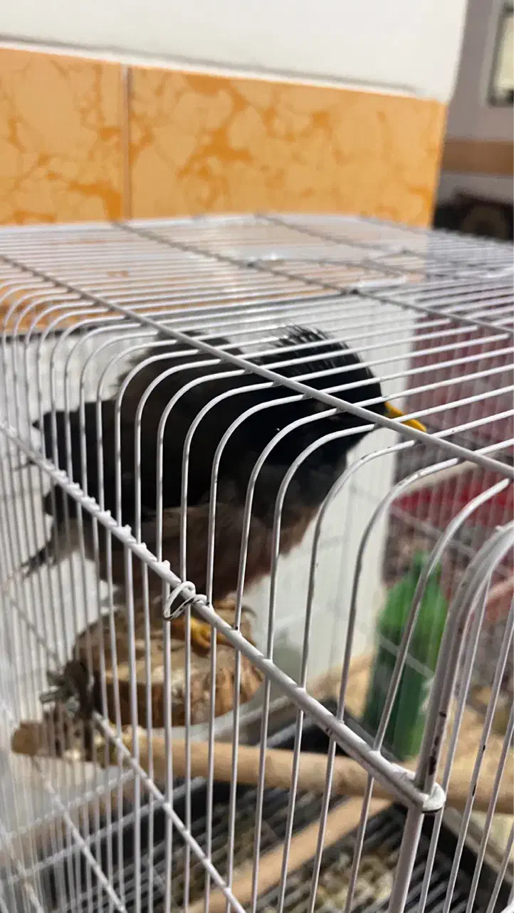 مرغ مینا ستاره ای|پرنده|مرودشت, بیست متری بیمارستان|دیوار