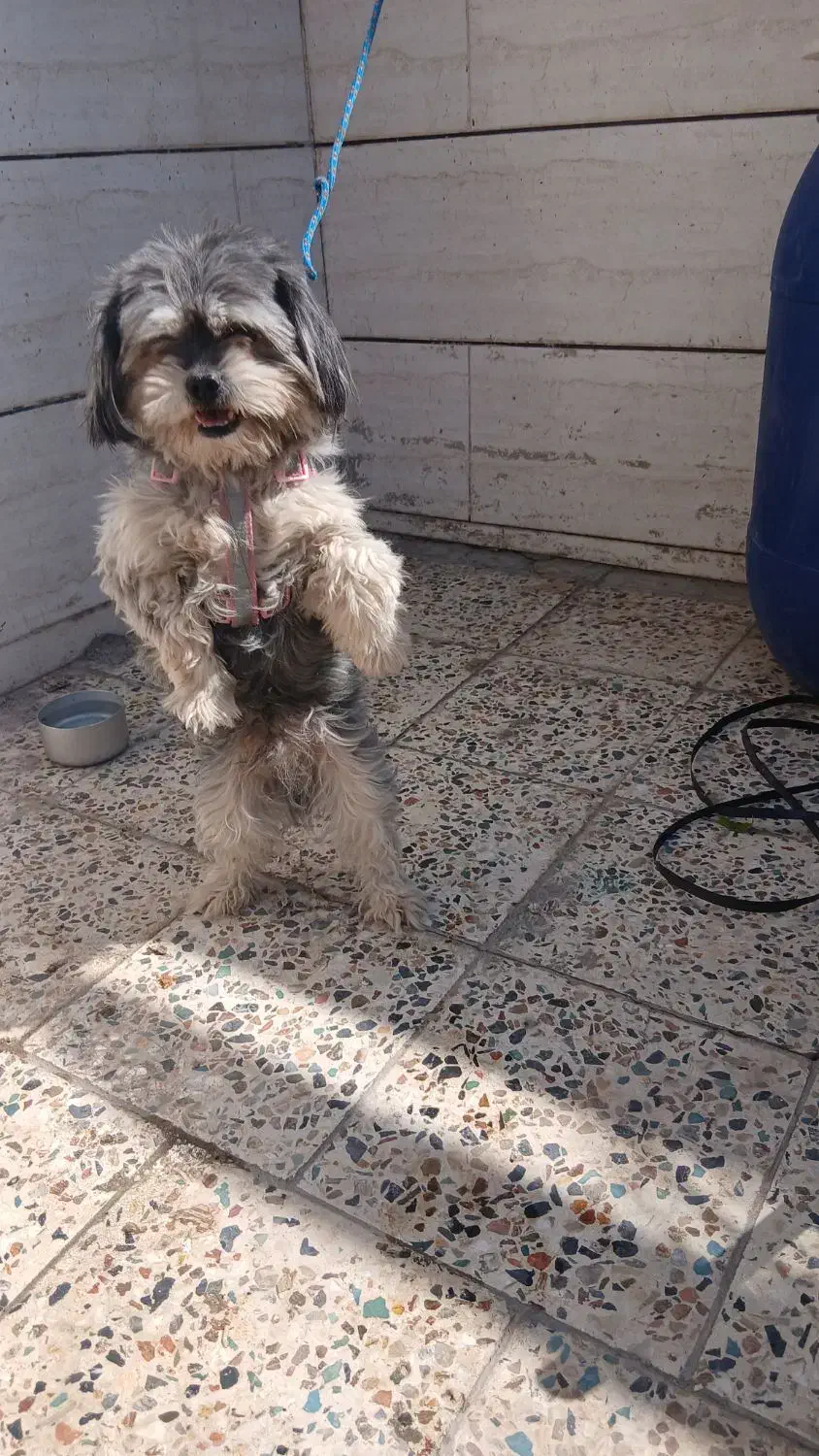 سگ پاکوتاه|سگ|خرمآباد, |دیوار