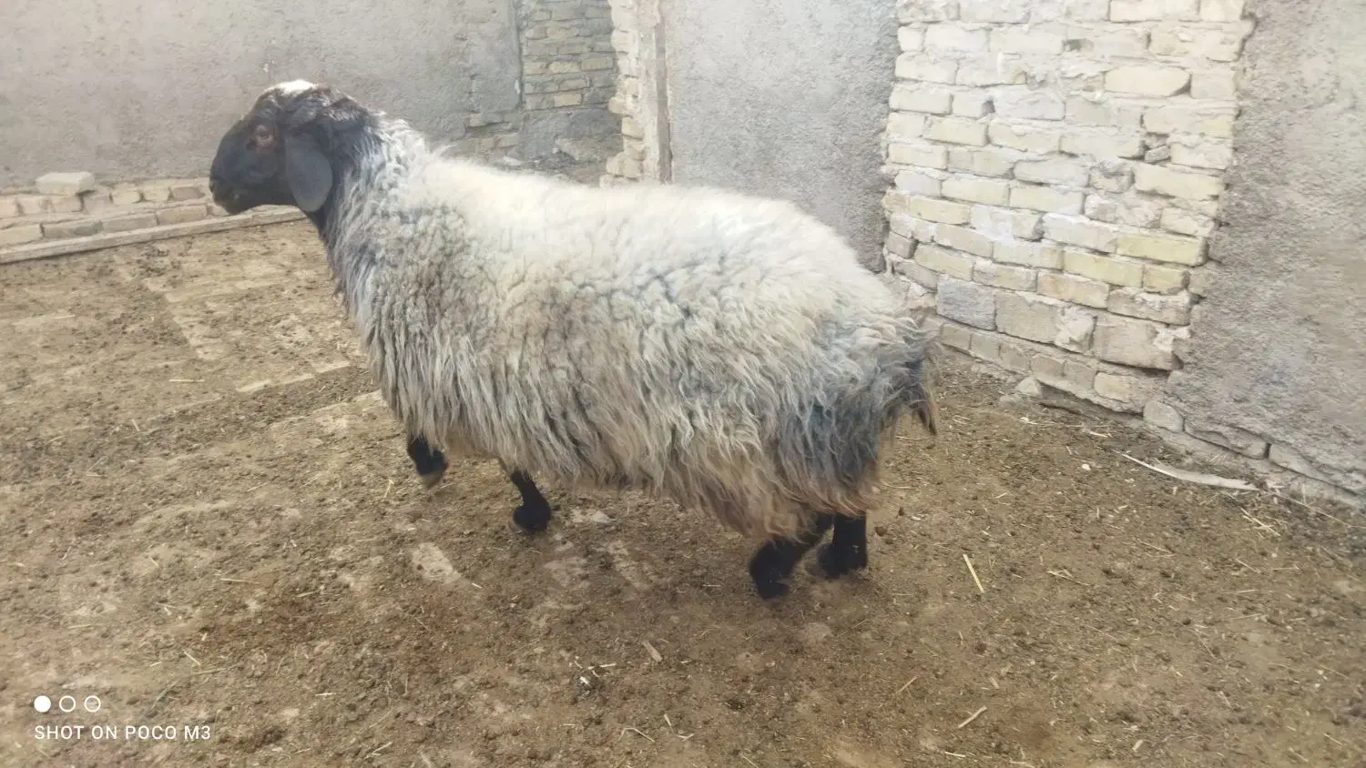 قوچ|حیوانات مزرعه|بشاریات, |دیوار