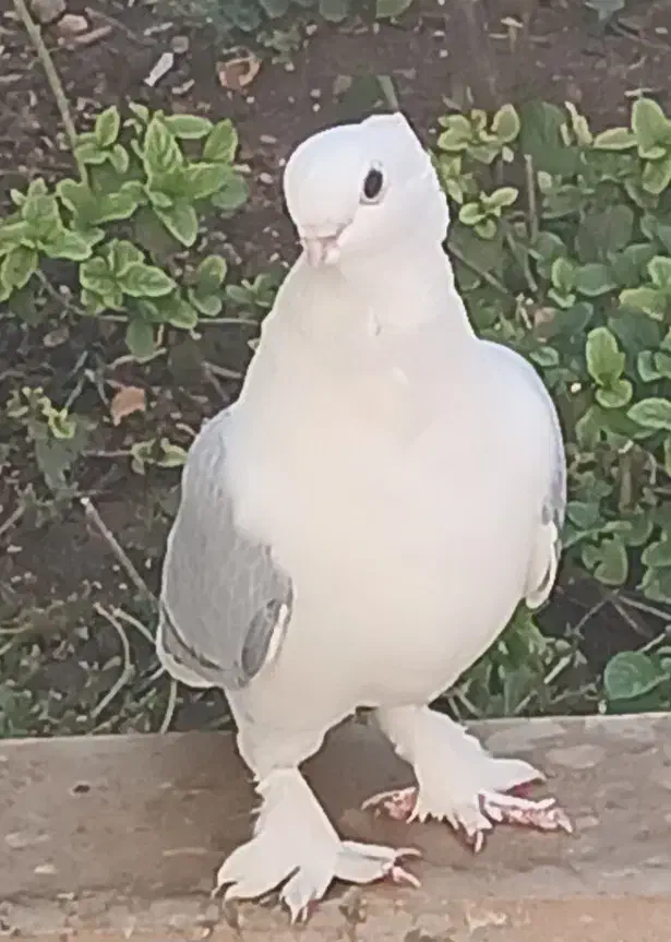 کبوتر ساتن گمشده|پرنده|شاهین‌شهر, شهرک گلدیس|دیوار