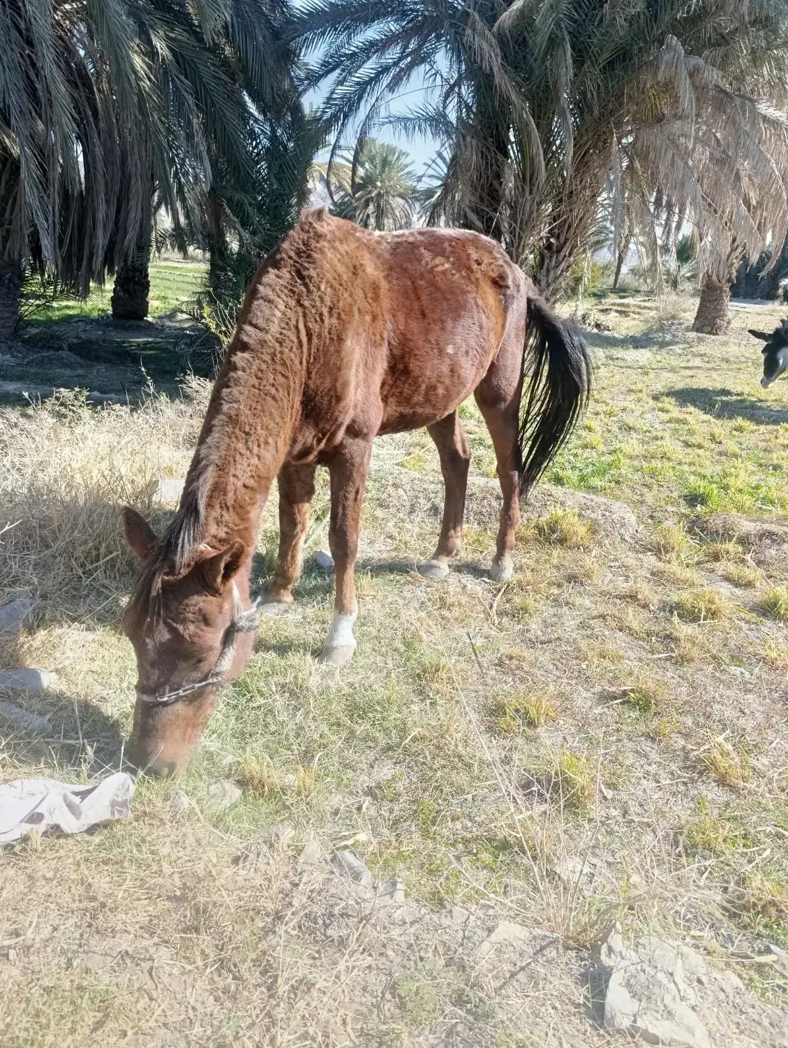 اسب|اسب و تجهیزات اسب‌سواری|سراوان, |دیوار