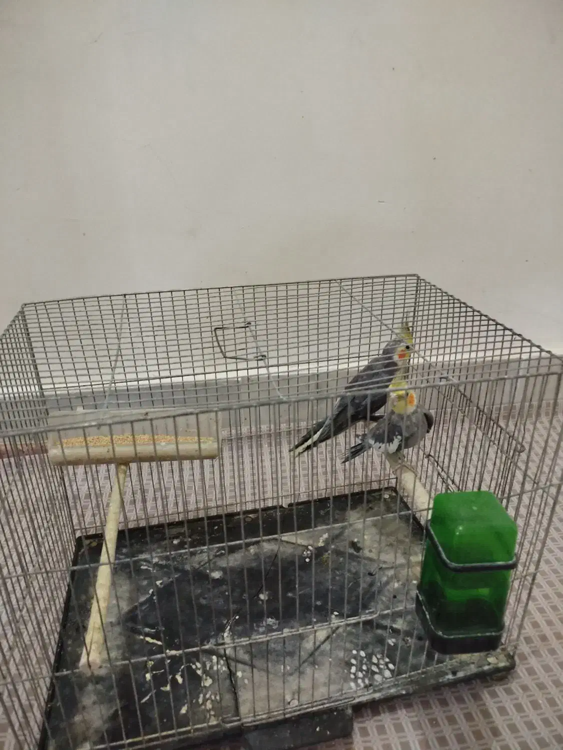 عروس هلندی نر|پرنده|قم, شهرک امام حسن|دیوار