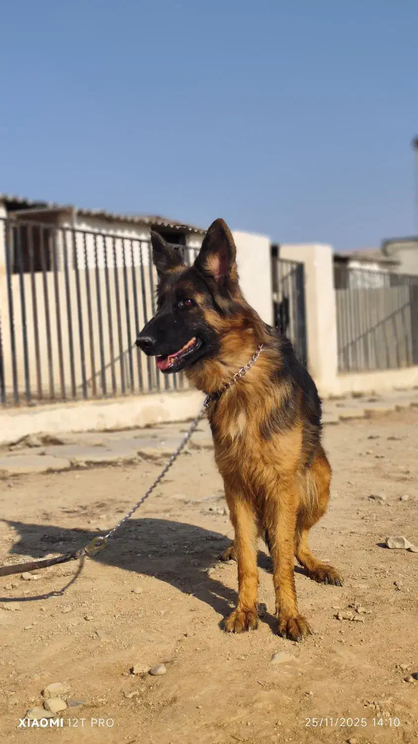 ژرمن ماده مو بلند سه ساله|سگ|چهارباغ, |دیوار