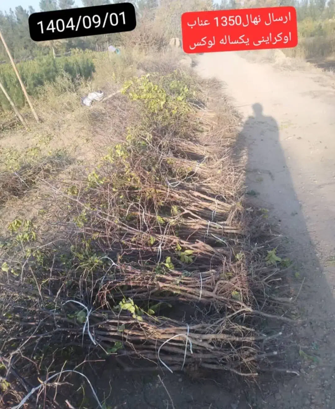 نهال عناب اوکراینی|خدمات باغبانی و درختکاری|بیرجند, |دیوار