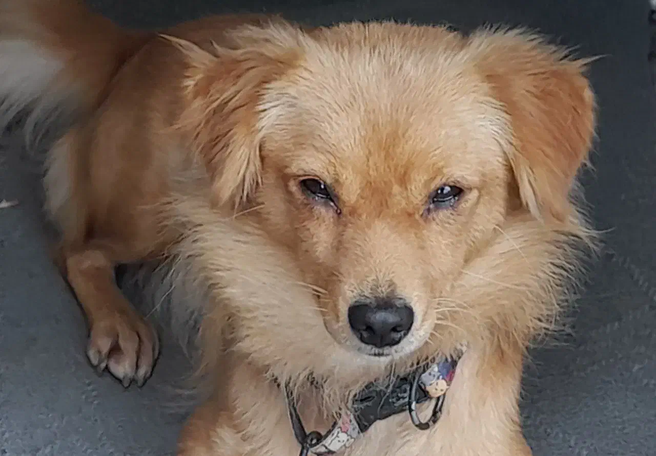 سگ پاکوتاه اشپیتز روباهی|سگ|تنکابن, |دیوار