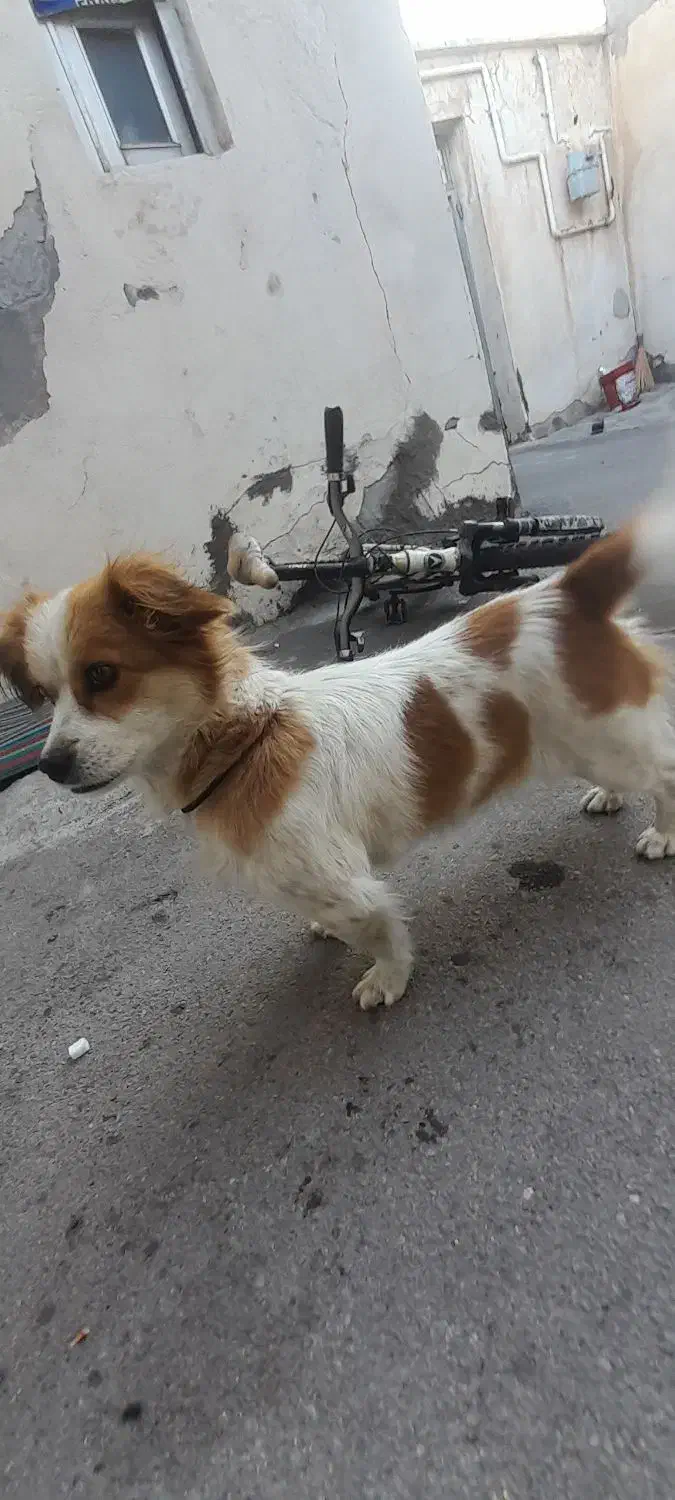 سگ پاکوتاه|سگ|بستان آباد, |دیوار