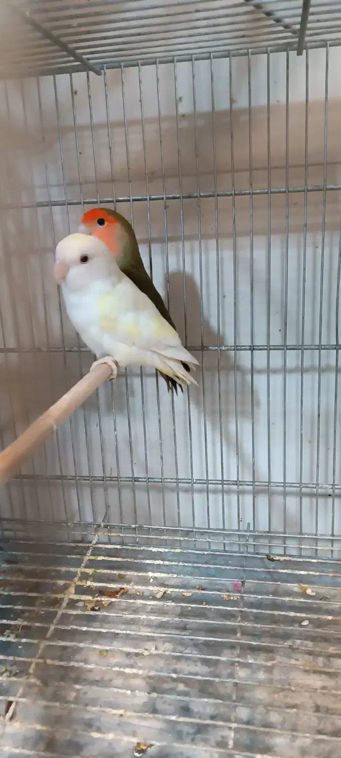 طوطی برزیلی|پرنده|شهریار, شهرک شاهد|دیوار