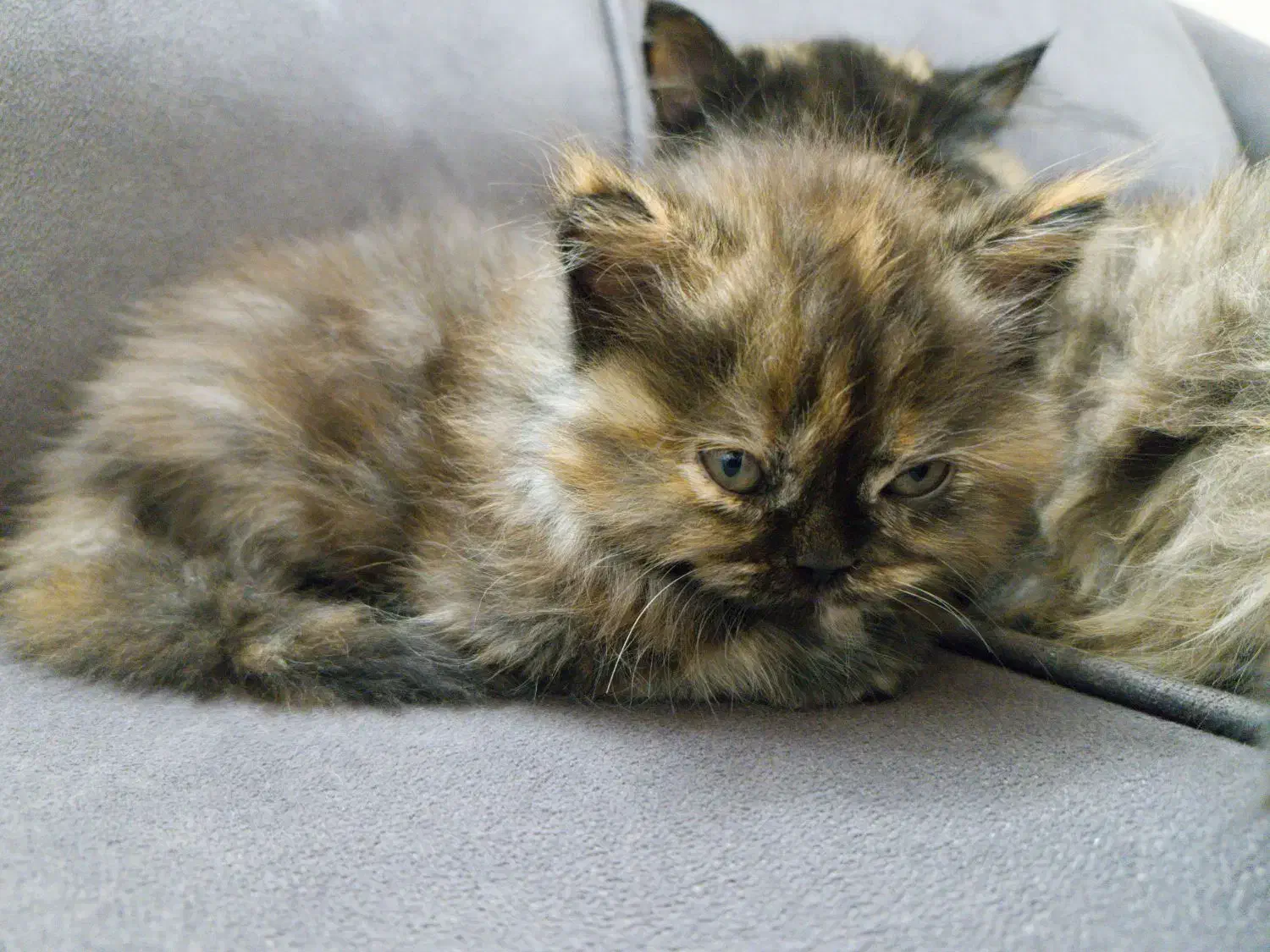 گربه پرشین|گربه|تهران, ابوذر|دیوار