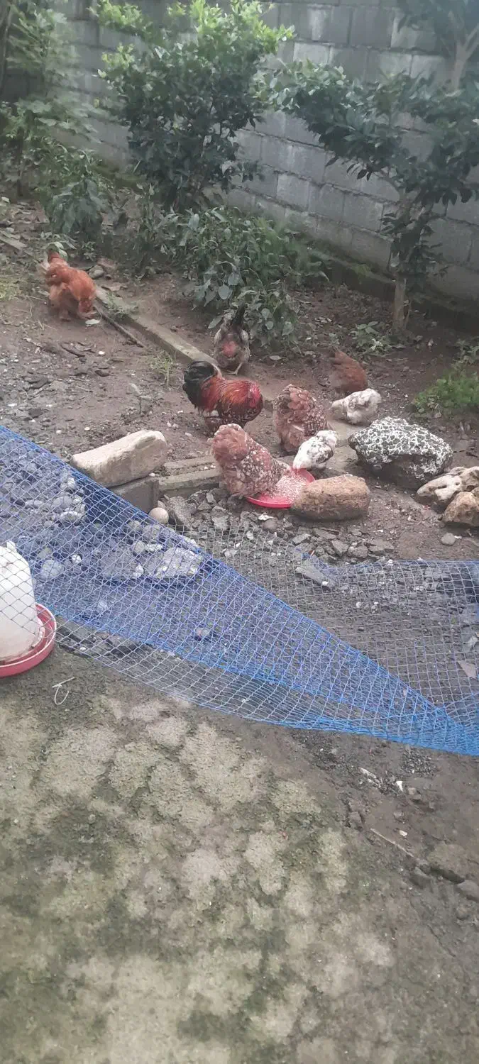 مرغ و خروس مینیاتوری|پرنده|سلمانشهر, |دیوار