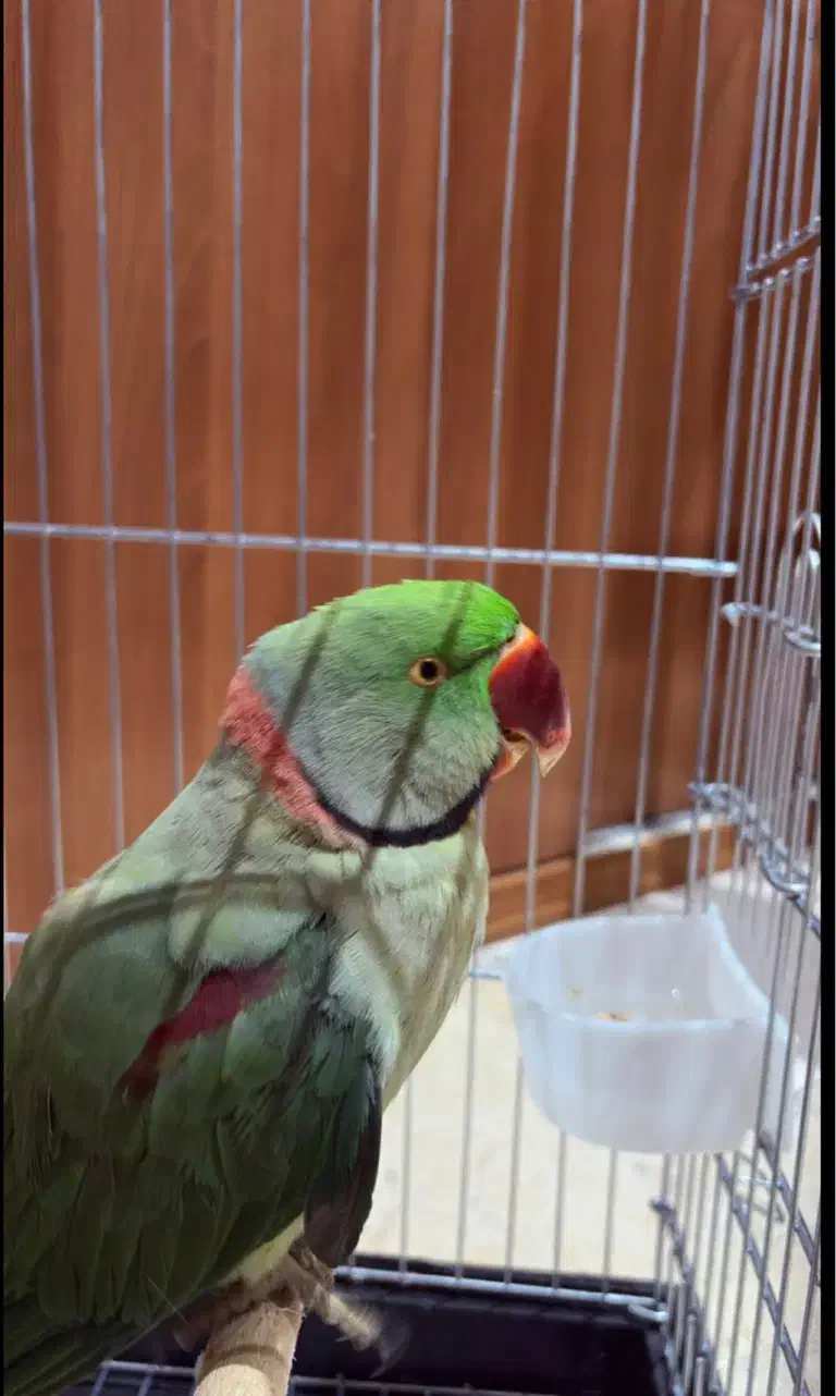 شاه طوطی نر|پرنده|تهران, تهرانپارس جنوبی|دیوار