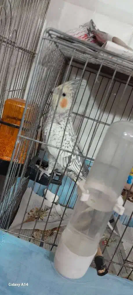 عروس هلندی|پرنده|تهران, خانیآباد|دیوار