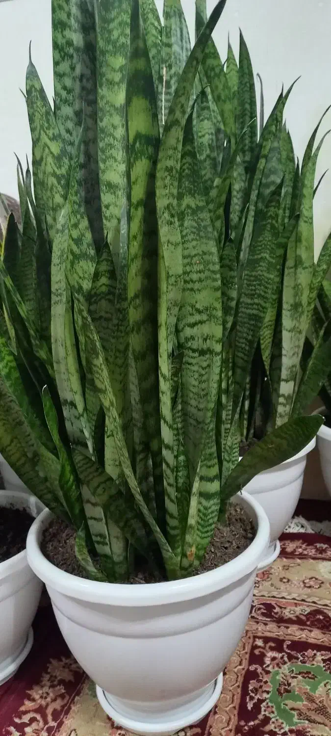 گلهای سانسوریا سه ساله|گل و گیاه طبیعی|کوچصفهان, |دیوار