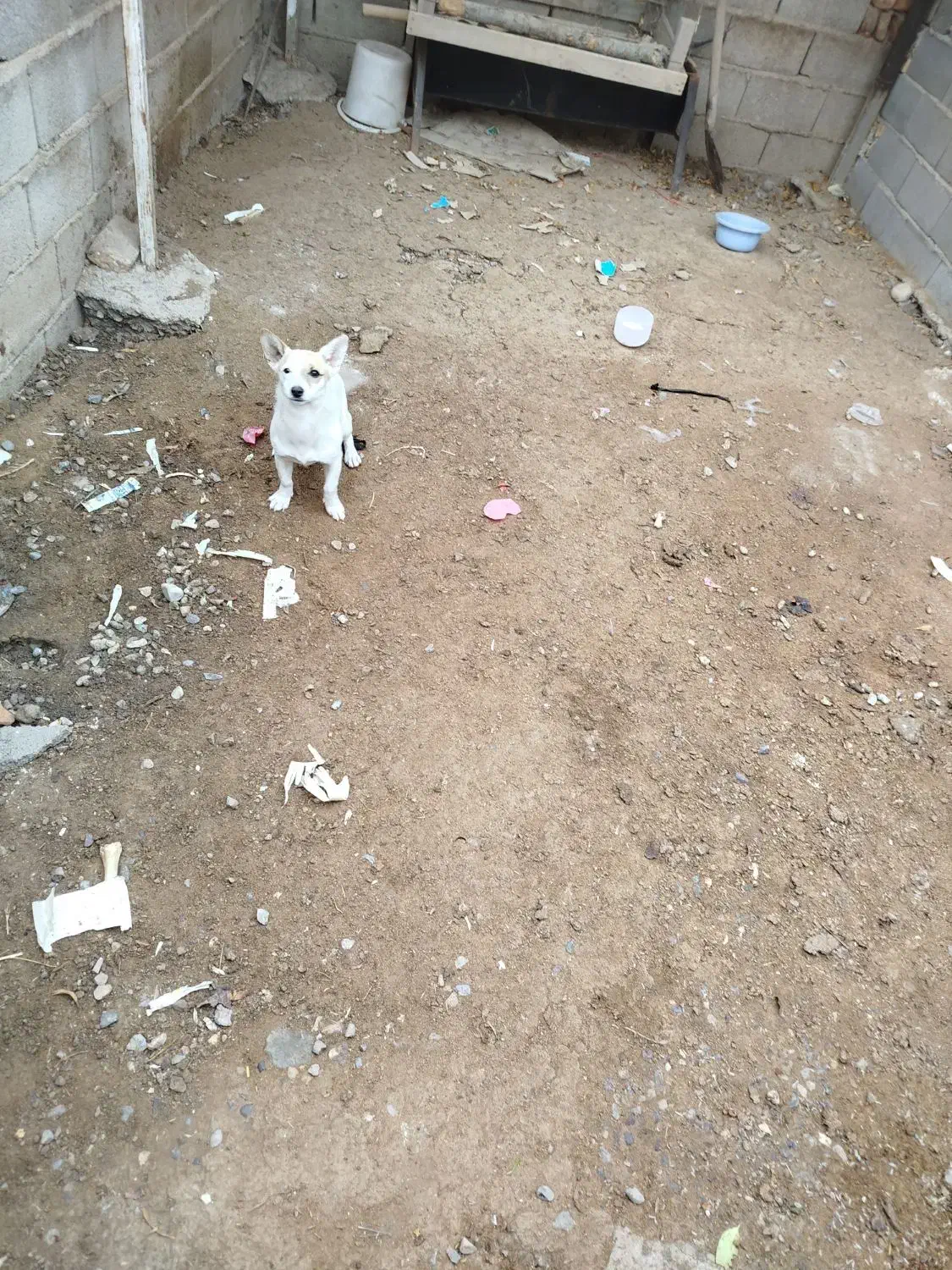 سگ پاکوتاه گوش تیز|سگ|علیآباد کتول, |دیوار