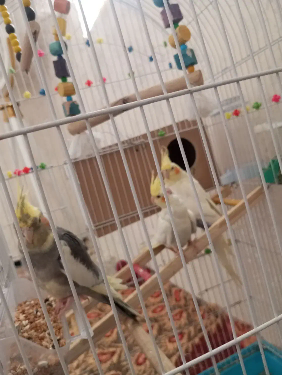 عروس هلندی|پرنده|خرمآباد, |دیوار