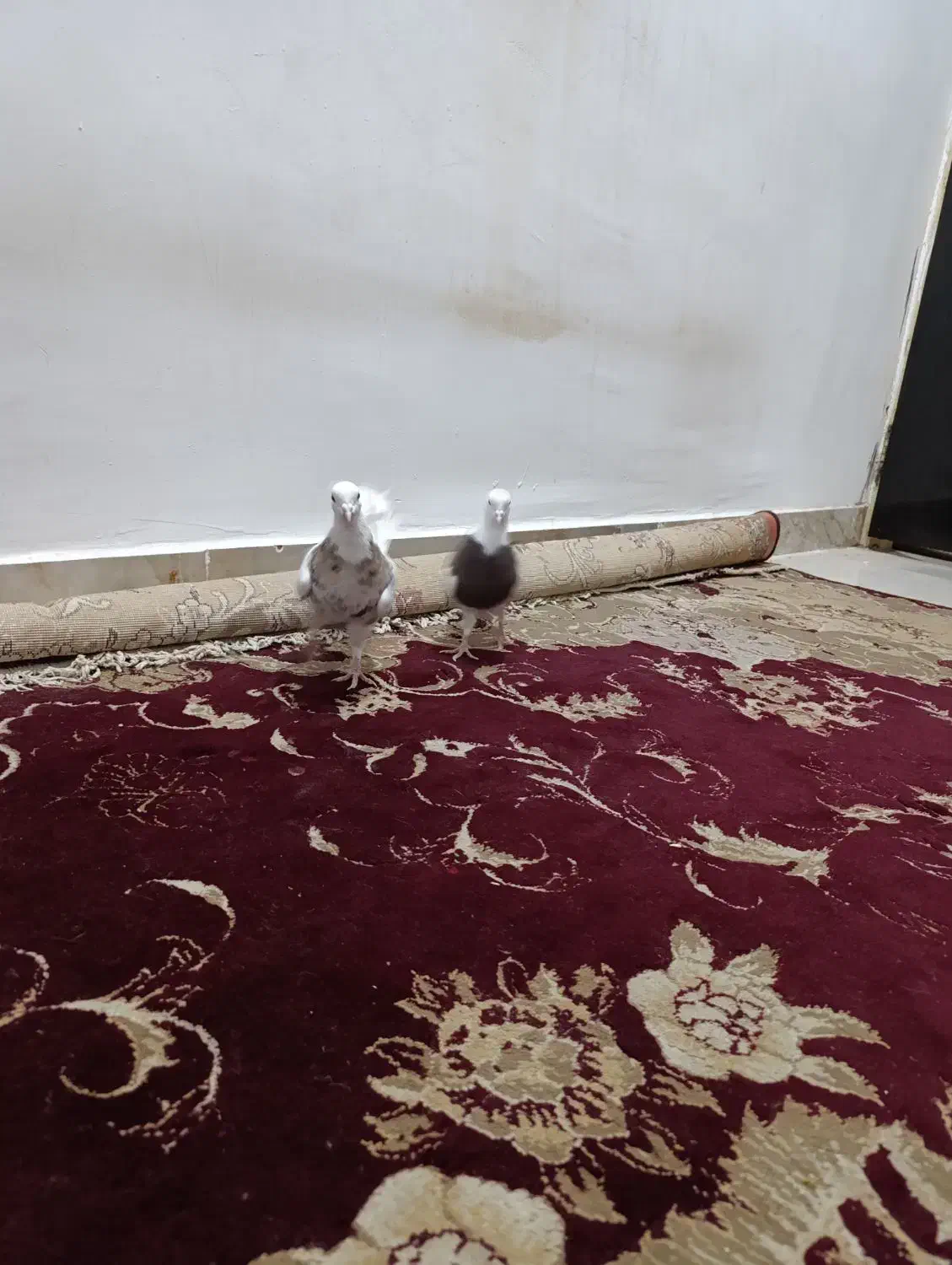 فروش طوقی ۲نر|پرنده|دهلران, |دیوار