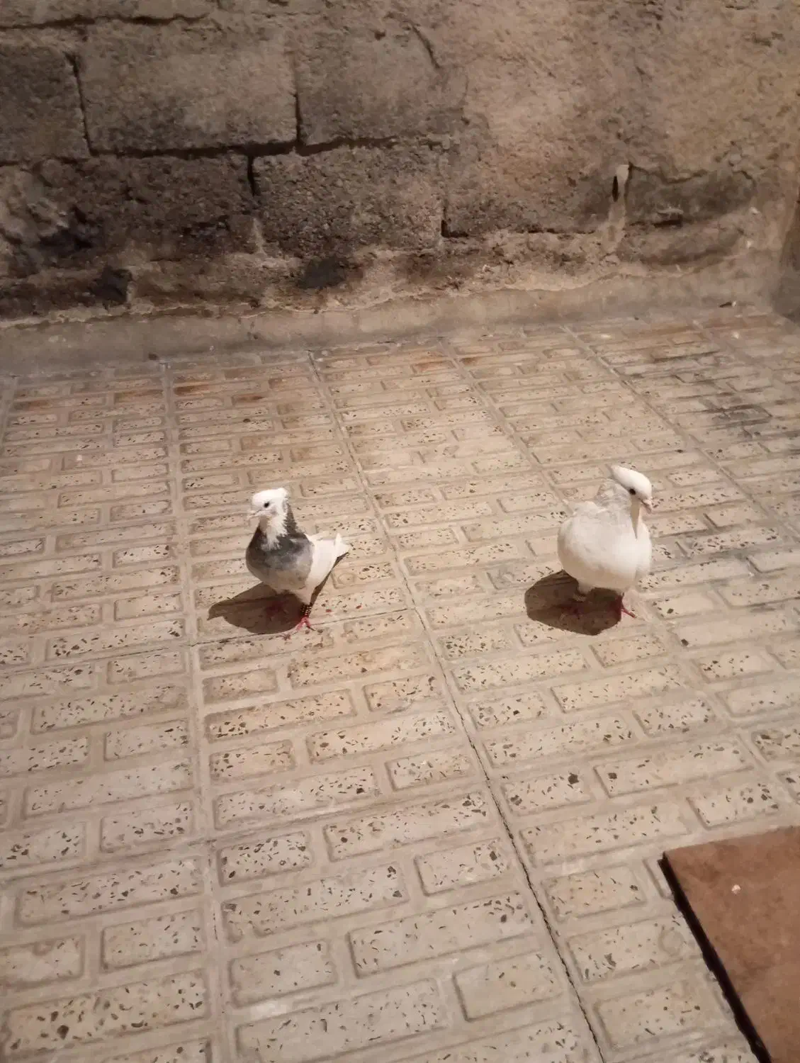 کبوتر|پرنده|ایلام, |دیوار