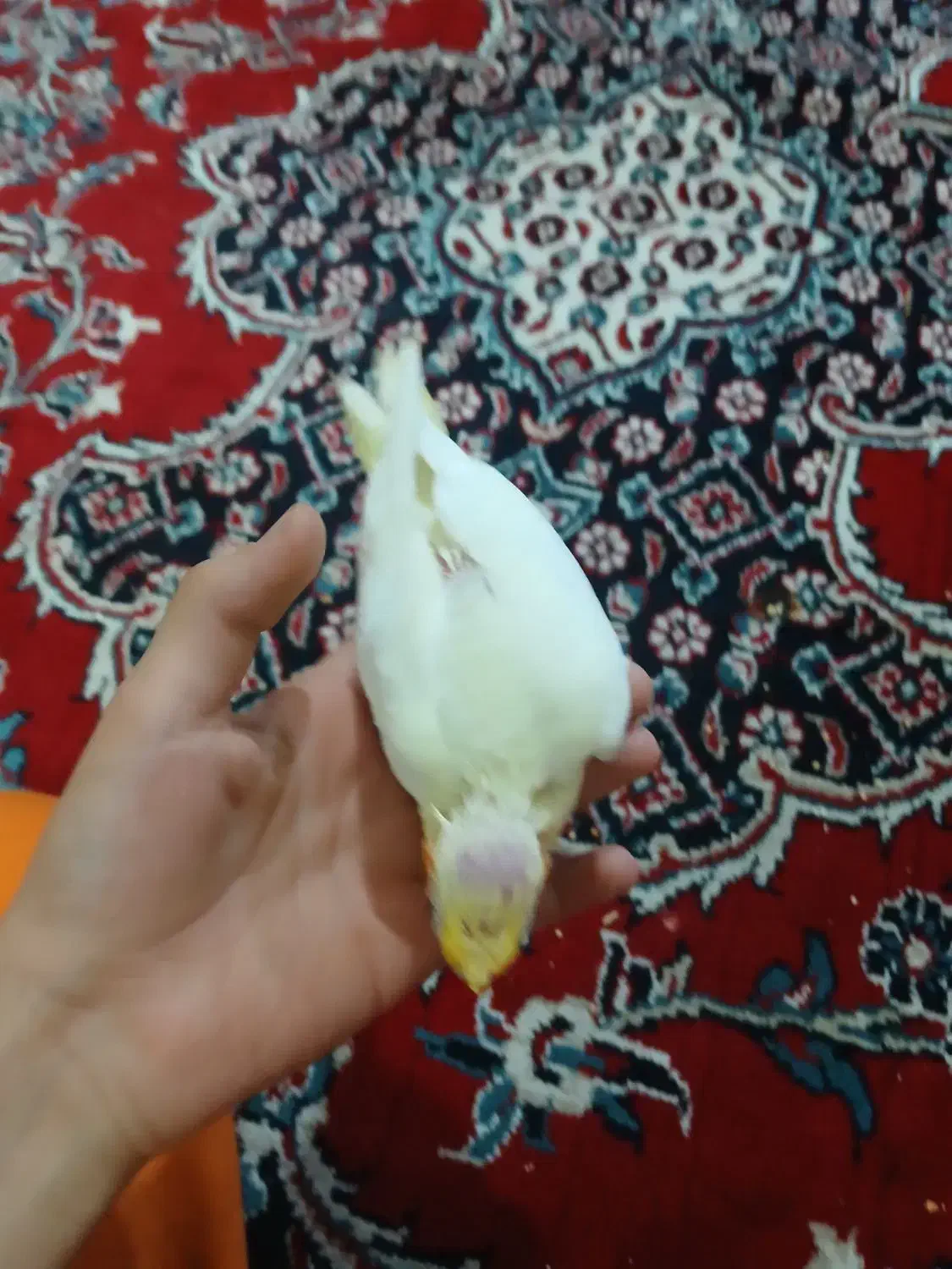 عروس هلندی سرلاکی|پرنده|رباطکریم, آدران|دیوار