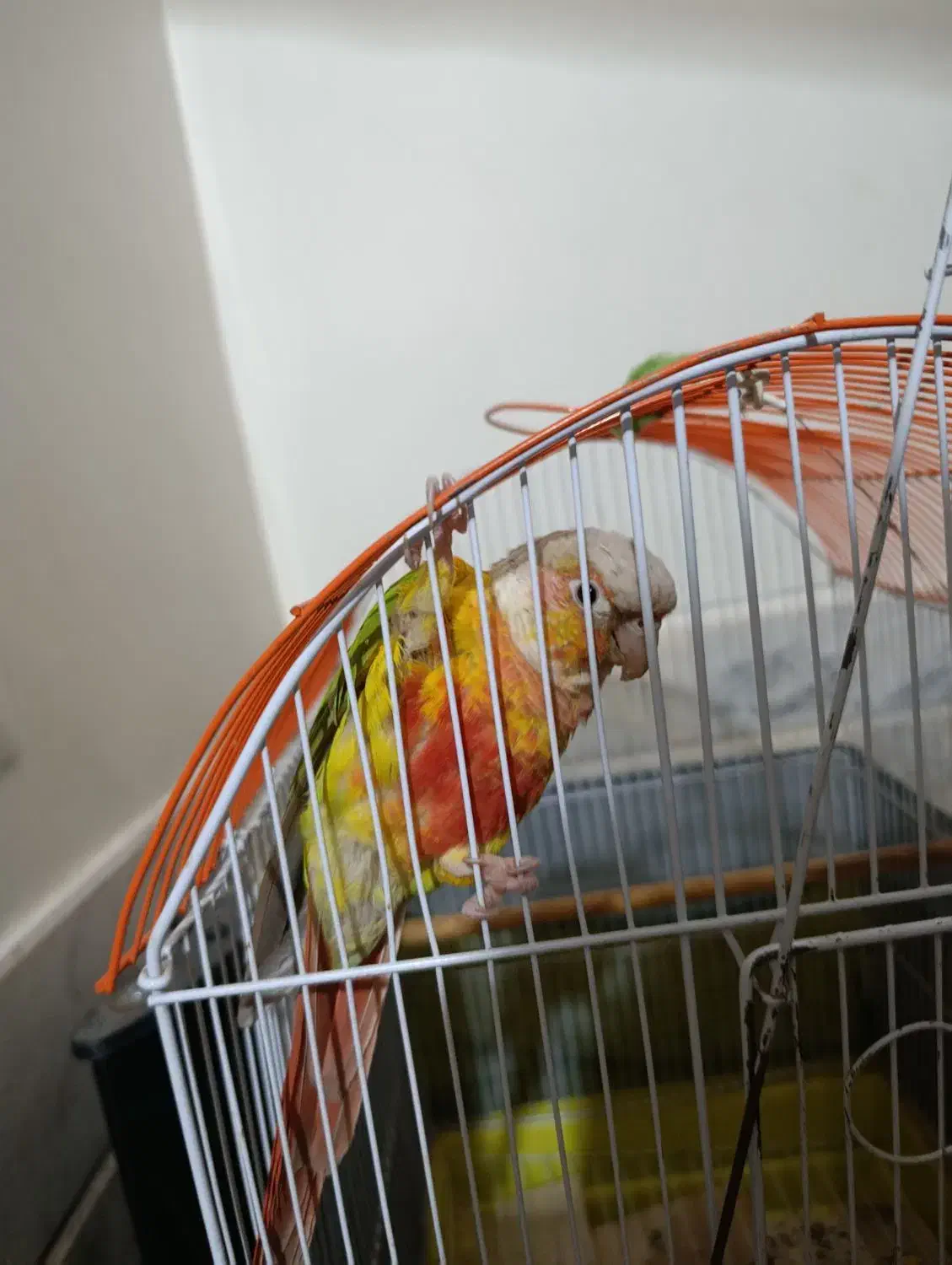 طوطی گرینچیک|پرنده|قم, بکایی|دیوار