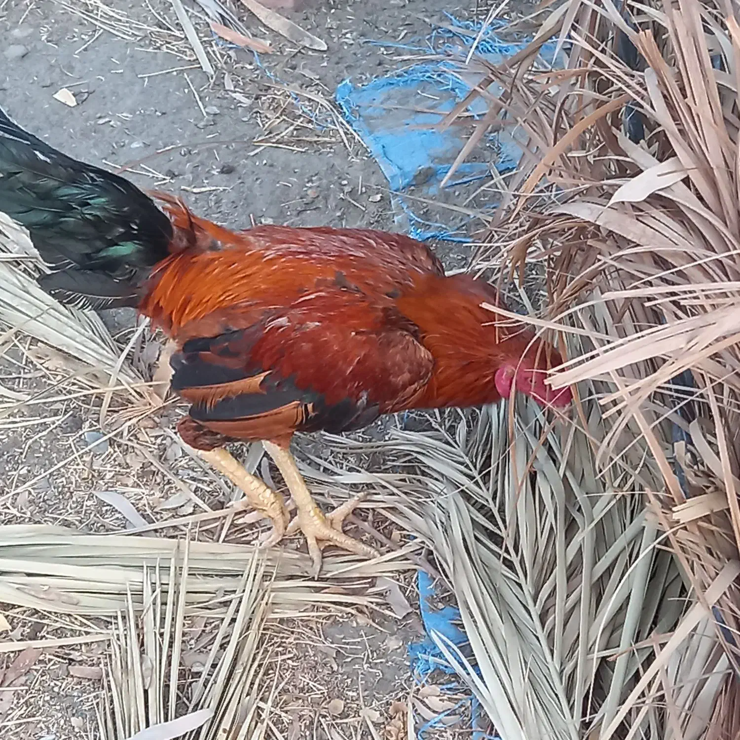 خروس چابهاری|حیوانات مزرعه|حور, |دیوار