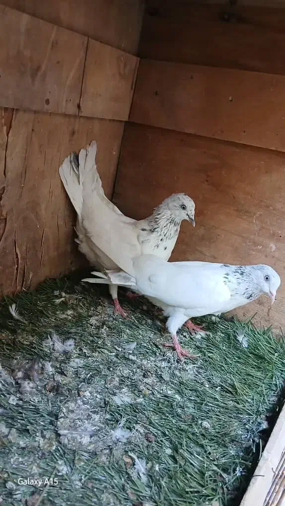 کبوتر رنگی|پرنده|بندر ماهشهر, |دیوار