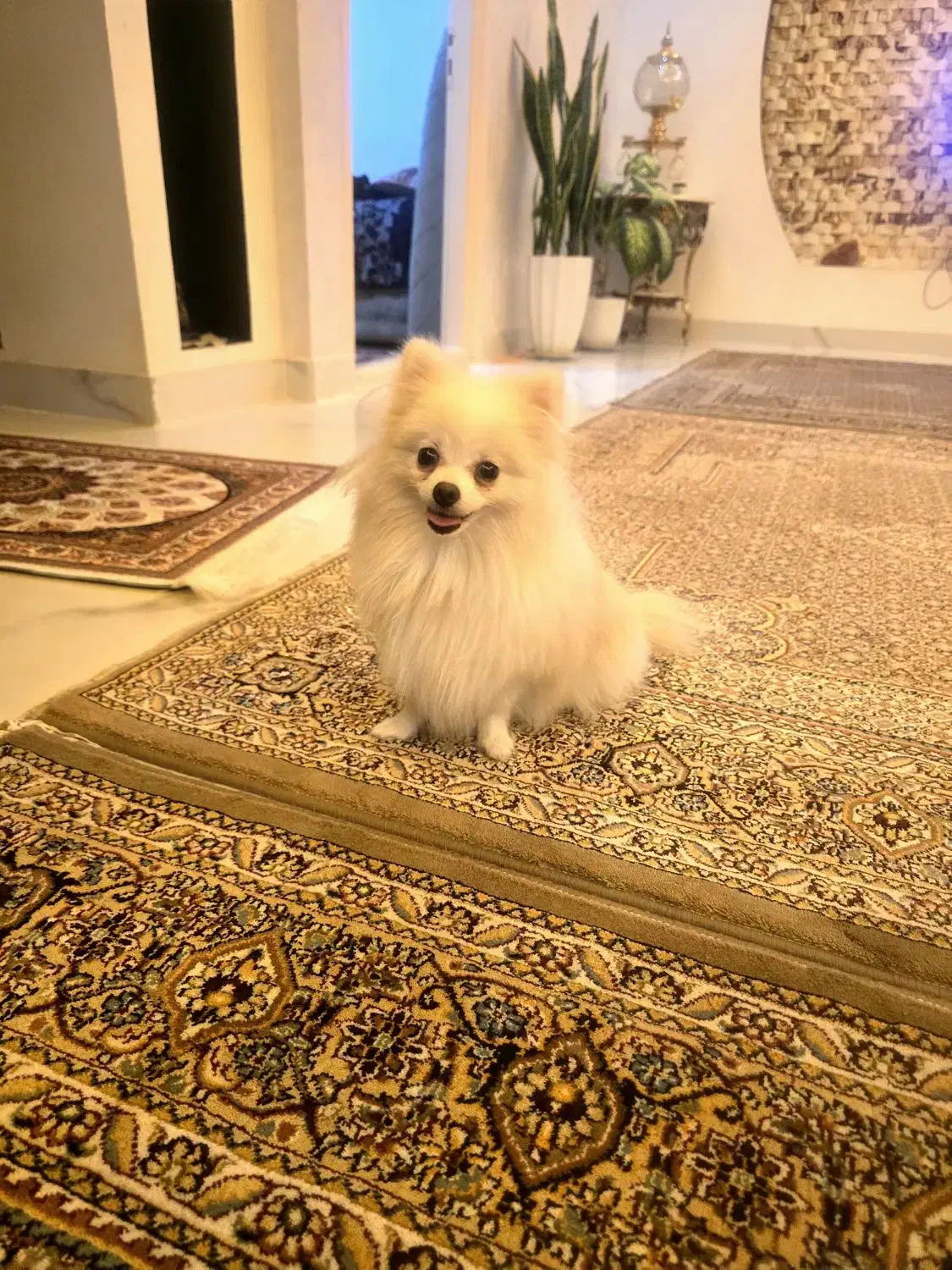 پامرانین|سگ|خوی, |دیوار