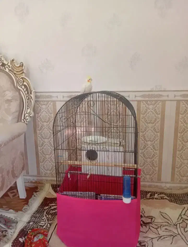 فروش عروس هلندی ماده|پرنده|پارس‌آباد, |دیوار