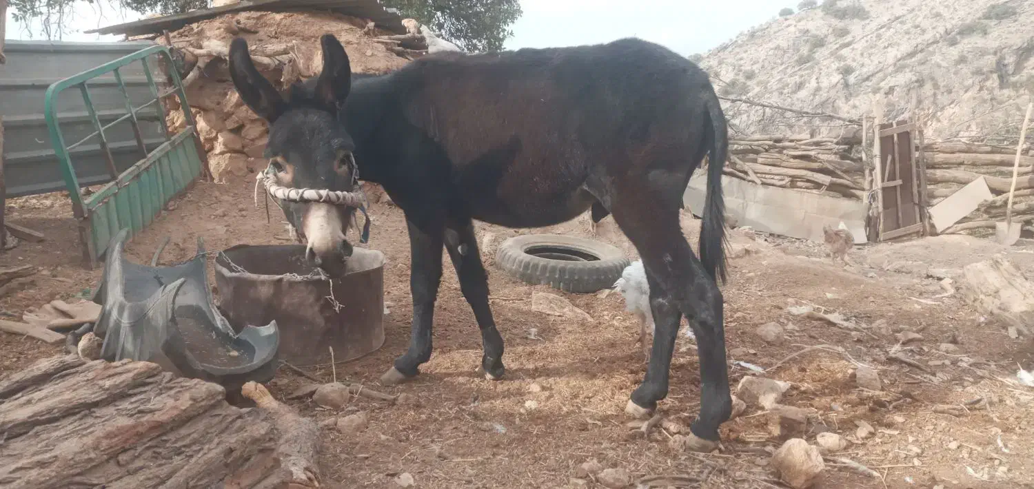 الاغ|حیوانات مزرعه|شیراز, گویم|دیوار