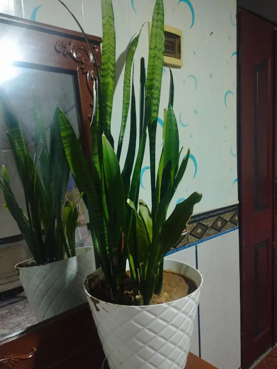 ۳عدد گل همراه با گلدان|گل و گیاه طبیعی|آبش احمد, |دیوار