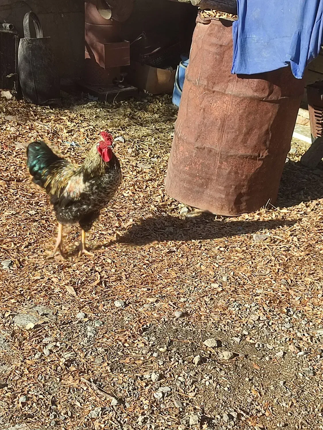 خروس زیبا|حیوانات مزرعه|سنندج, |دیوار