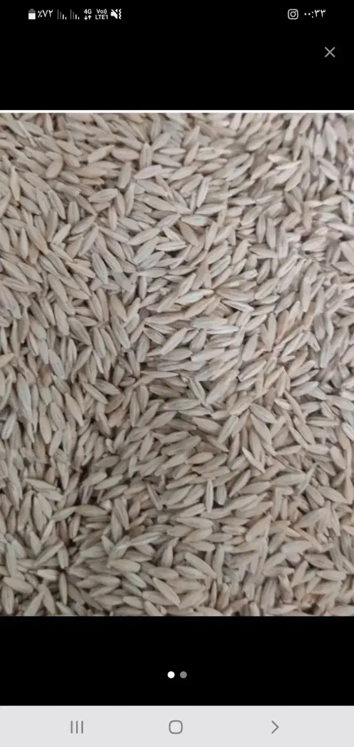 خرید وفروش جو گندم|عمده‌فروشی|ابهر, |دیوار